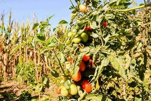 tomates crescendo em a videira dentro uma campo foto