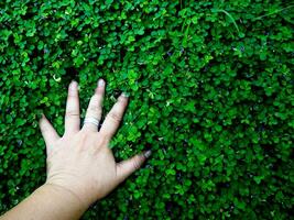 humano mão e pé placa em verde Relva fundo quatro folha cobrir foto