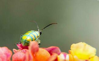 diabrotica balteata, metálico verde plantar protetora besouro foto