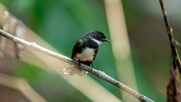 cinzento fantail empoleirado em árvore, tailândia. foto