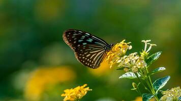 lindo imagem dentro natureza do monarca borboleta em lantana flor. foto