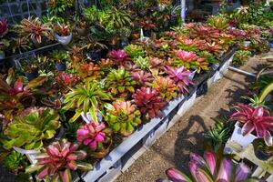 linha do colorida muitos diferente tipos bromélia plantas estão florescendo dentro jardinagem área às casa foto