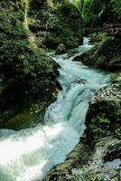 uma rio corrida através uma floresta foto