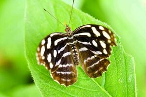 uma borboleta em uma verde folha foto