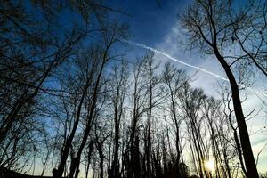 uma floresta com nu árvores contra uma azul céu foto