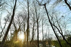 a Sol brilha através a árvores dentro a floresta foto