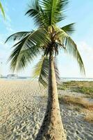 uma Palma árvore em uma de praia com a oceano dentro a fundo foto