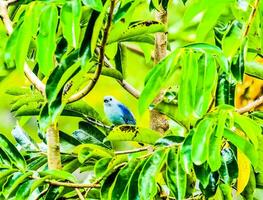 uma azul pássaro sentado dentro uma árvore com verde folhas foto