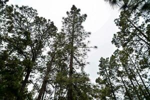 alta pinho árvores estão visto dentro a floresta foto