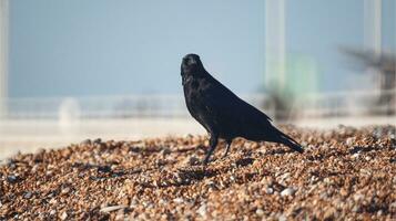 Corvo em seixo de praia foto