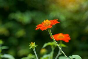 girassol mexicano, ou tithonia, tem flores compostas. que é um cacho e as pétalas espalhadas ficam ao redor como um girassol coberto com enfeites de escamas de peixe. foto