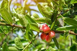 a fruta do a carandas-ameixa. que tem uma todo vermelho cor, é uma tipo do medicinal fruta. a gosto do a maduro fruta é doce e macio. Alto dentro ferro e Vitamina c. foto