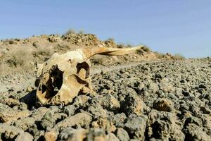 uma crânio deitado em a terra dentro a deserto foto
