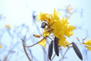 tabebuia Rosea ou dourado trompete árvore ou dourado faisão árvore foto