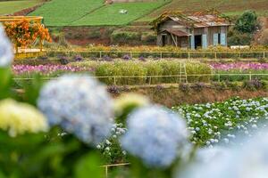 hortênsia flores estão florescendo dentro da lat jardim. isto é uma Lugar, colocar para Visita ecológico turista jardim atrai de outros turismo para a Planalto Vietnã foto