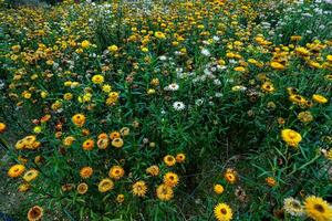 pacífico fundo com florescendo amarelo xerochrysum bracteatum jardim dentro dalat, Vietnã foto