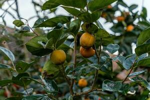 caqui árvore fresco fruta este é amadurecido suspensão em a galhos dentro plantar jardim. suculento fruta e maduro fruta com caqui árvores adorável fresco suculento doce dentro Dalat cidade, Vietnã foto