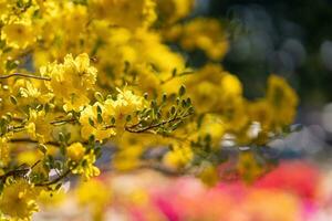 hoa mai árvore - ochna inteirorima flor, tradicional lunar Novo ano - tet feriado dentro Vietnã. Damasco flor brilhante amarelo flores dentro a Primavera jardim. foto