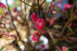 colorida Rosa flores flor dentro pequeno Vila antes tet festival, Vietnã lunar ano. Visão do pêssego galhos e cereja flores com vietnamita Comida para tet feriado foto