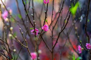 colorida Rosa flores flor dentro pequeno Vila antes tet festival, Vietnã lunar ano. Visão do pêssego galhos e cereja flores com vietnamita Comida para tet feriado foto