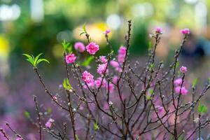 colorida Rosa flores flor dentro pequeno Vila antes tet festival, Vietnã lunar ano. Visão do pêssego galhos e cereja flores com vietnamita Comida para tet feriado foto