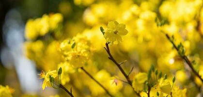 hoa mai árvore - ochna inteirorima flor, tradicional lunar Novo ano - tet feriado dentro Vietnã. Damasco flor brilhante amarelo flores dentro a Primavera jardim. foto