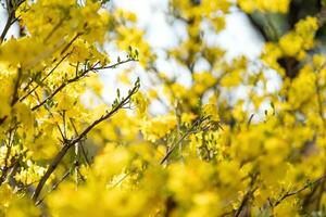 hoa mai árvore - ochna inteirorima flor, tradicional lunar Novo ano - tet feriado dentro Vietnã. Damasco flor brilhante amarelo flores dentro a Primavera jardim. foto