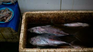 fresco frutos do mar em a peixe mercado foto