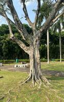 luz colori árvore ramo tronco latido com visível raízes em a Relva chão. plantar dentro ao ar livre parque. foto