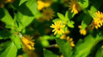 natureza amarelo flor e folha foto