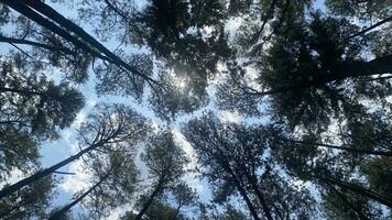 a denso e lindo pinho floresta faz a atmosfera legal e confortável em quente, ensolarado dias foto