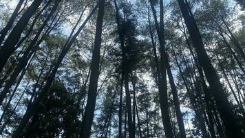 a denso e lindo pinho floresta faz a atmosfera legal e confortável em quente, ensolarado dias foto