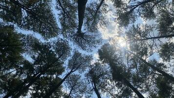 a denso e lindo pinho floresta faz a atmosfera legal e confortável em quente, ensolarado dias foto