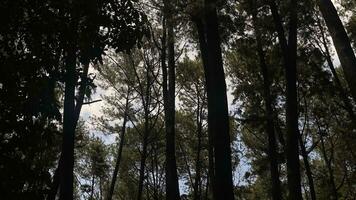 a denso e lindo pinho floresta faz a atmosfera legal e confortável em quente, ensolarado dias foto