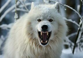 ai gerado feroz e Bravo ártico branco Lobo dentro inverno panorama com queda neve foto