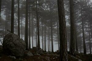 árvores dentro a nebuloso floresta. outono panorama foto