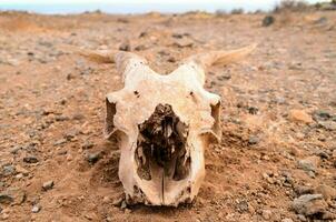 uma morto vaca crânio dentro a meio do uma deserto foto