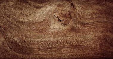 textura de madeira, fundo de pranchas de madeira e madeira velha. foto