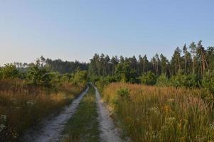 trilhas de caminhões em estrada rural na floresta foto