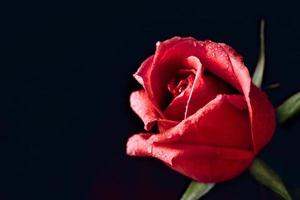 rosa vermelha close-up foto