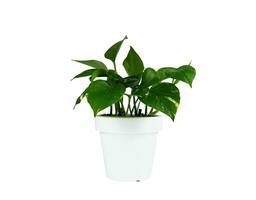 planta de casa epipremnum aureum dentro uma branco Panela isolado em branco fundo. casa plantar Cuidado. foto