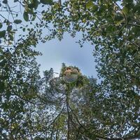 pequena transformação do planeta do panorama esférico 360 graus. vista aérea abstrata esférica na floresta com ramos desajeitados. curvatura do espaço. foto