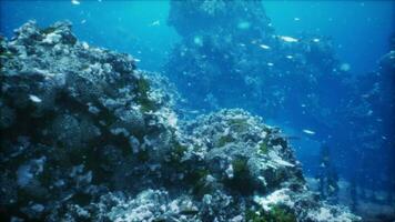 uma vibrante embaixo da agua coral recife abundante com uma diverso escola do peixe foto