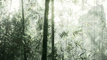 uma sereno bambu floresta iluminado de a dourado raios do a Sol foto