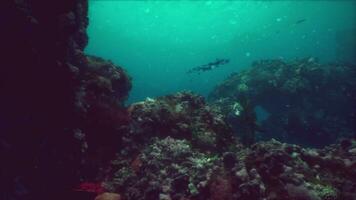 raso oceano chão com coral recife e peixe foto