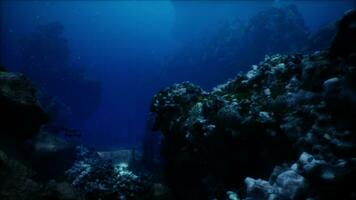 mar ou oceano embaixo da agua coral recife foto