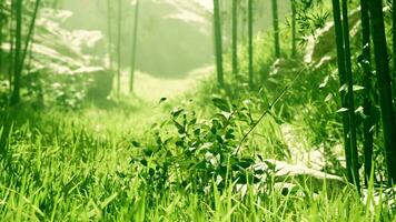 a bambu bosques do Arashiyama foto