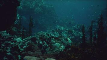 raso oceano chão com coral recife e peixe foto