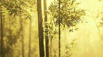 a bambu bosques do Arashiyama foto