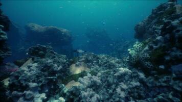 raso oceano chão com coral recife e peixe foto